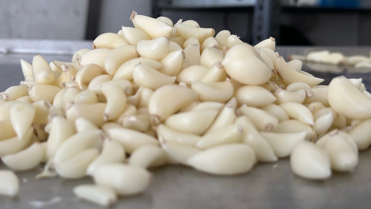 Garlic peeling machine 100kg in Indor ~ gajanand industries