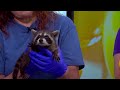 Wild Rehab Group Of SC Brings Baby Racoons To Studio Wild Rehab Group Of SC Brings Baby Racoons To Studio