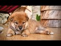 Day 26 - We are LIVE - Puppy Cam - Look at him walking &amp; running!!!!