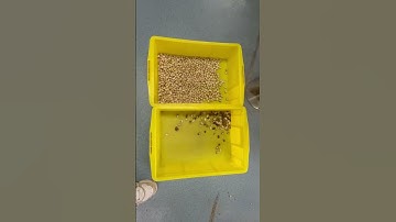 Pistachio sorting machine