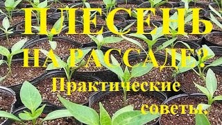 Плесень на рассаде? Практические советы. Mould on the seedlings? Practical advice.(, 2017-02-28T12:28:37.000Z)