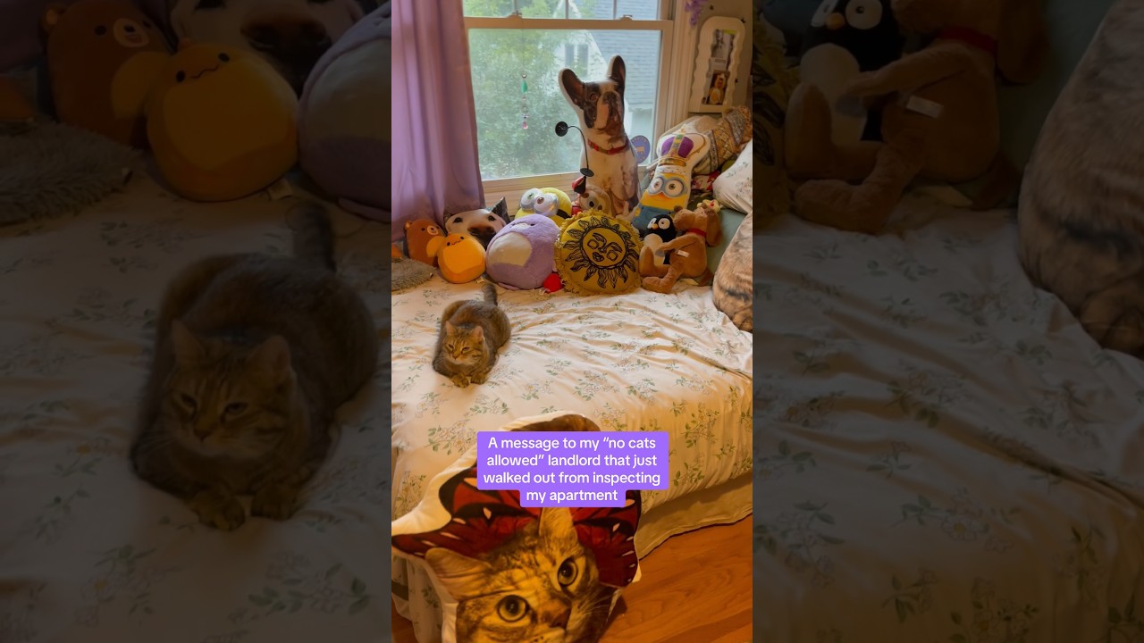 Nothing to see here sir! ✨ 