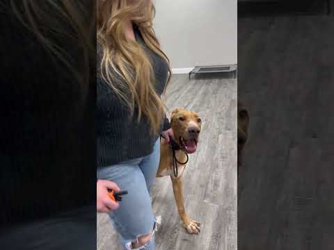 Will your dog remember you after training? Let Tripp’s tail be the judge after his 2 week B&T!