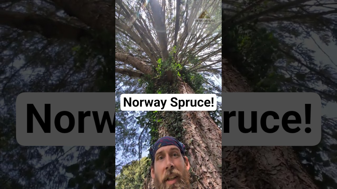 Norway Spruce! 