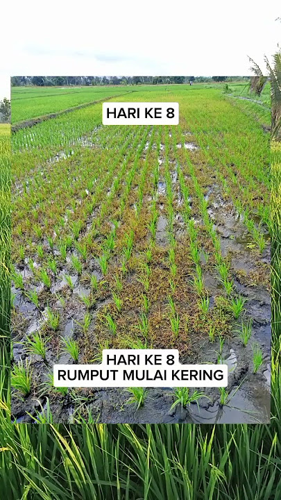 Racun rumput ampuh pada tanaman padi