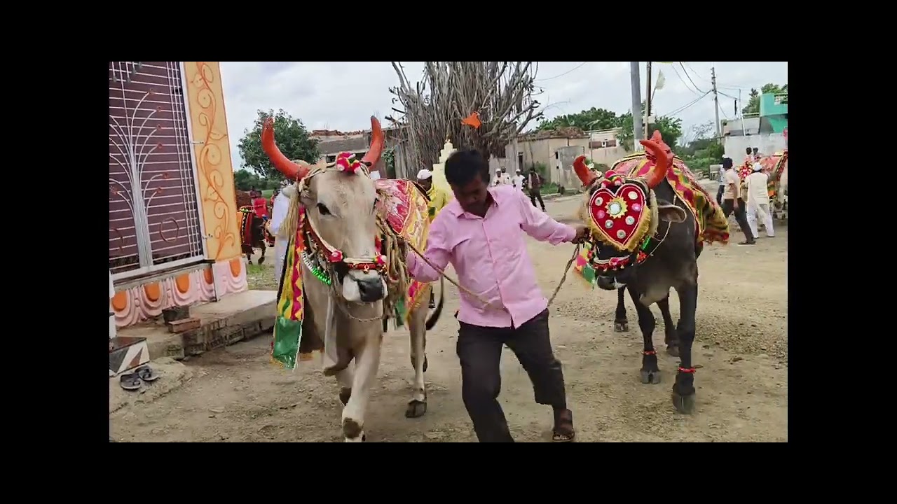 |Subcribe_now|#बैलपोळा_bailpola_2025#सण_महाराष्ट्रीयन#गोपाळपूर_गावात_मोठा_उस्ताह#बैलपोळा