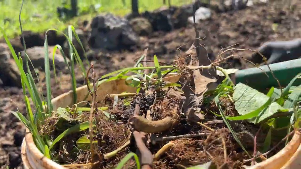 Weeding before we plant vegetables