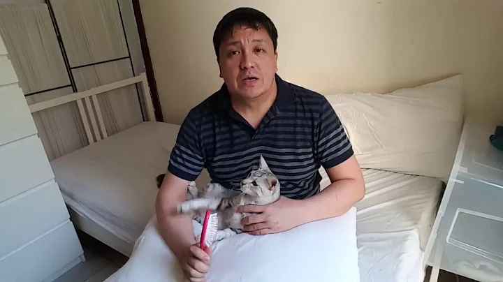 Video 11710681: cat bathing cleaning, cat grooming, cat ear cleaning, egyptian cat, cat house