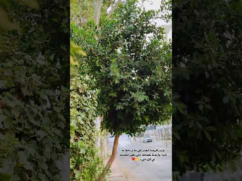 يا رب ألهمنا الصبر على ما لم ن ح ط به خ ب ر ا وأرض نا بقضائك حتى تظهر حكمتك في كل شيء يارب
