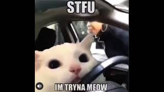 STFU IM TRYNA MEOW