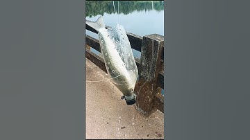 Bottle fishing || bottle fish trap techniques || mullet fishing in bottle || mullet fishing #shorts