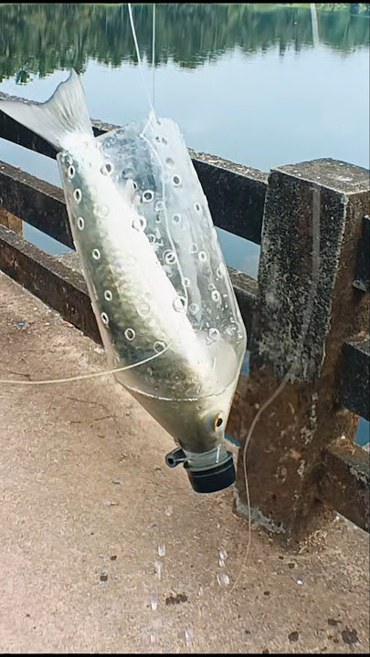 Bottle fishing || bottle fish trap techniques || mullet fishing in bottle || mullet fishing #shorts
