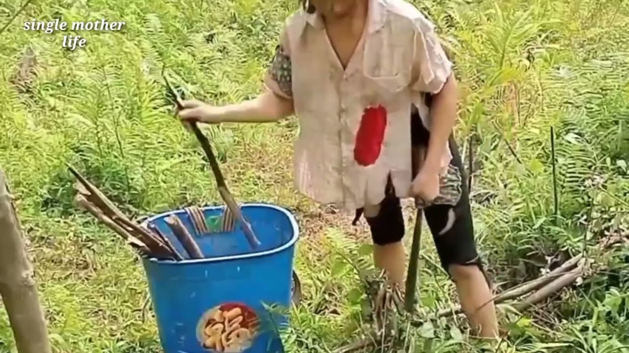 Single mother's breakfast field mouse and sticky rice 2