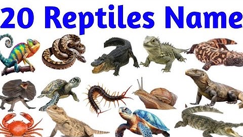 Reptiles Name | Reptiles Name in Hindi and English | Names of Reptiles #reptilesname #mathtabletv 