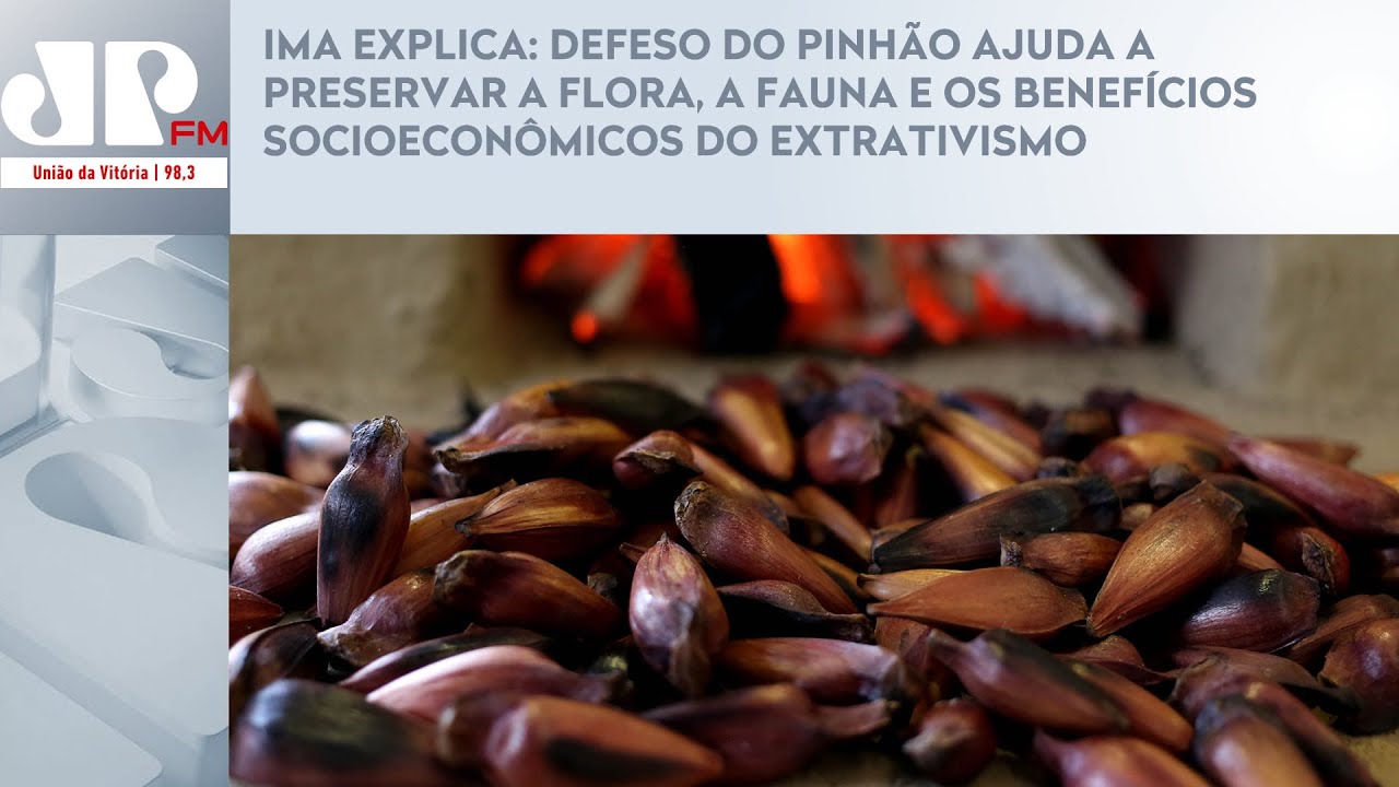 DEFESO DO PINHÃO AJUDA A PRESERVAR A FLORA, A FAUNA E OS BENEFÍCIOS SOCIOECONÔMICOS DO EXTRATIVISMO
