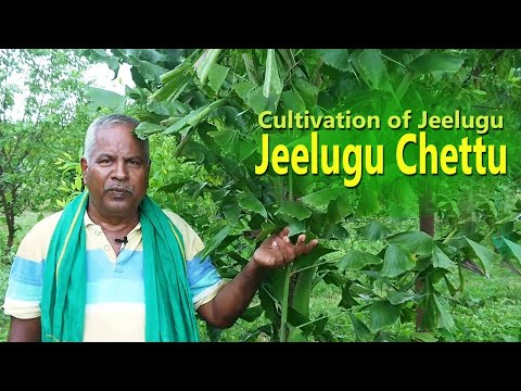 Cultivation Of Jeelugu Jeelugu Chettu Farm Things 