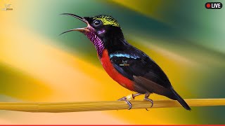 Download Lagu 🛑Suara Burung Kolibri 24 Jam (Menarik Burung, Suasana, Suara Putih, Belajar, Fokus, ASMR, Meditasi) MP3