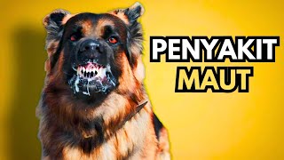 Rabies - Penyakit Yang Tiada Ubat
