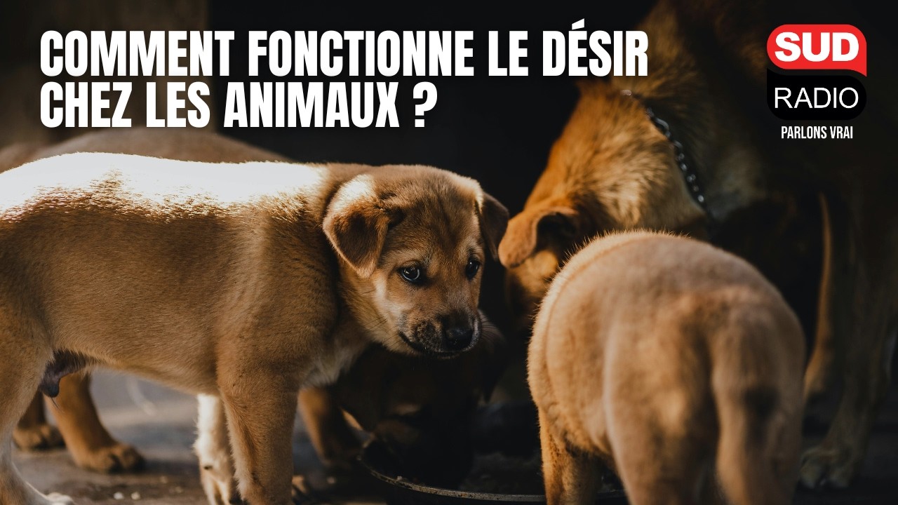 Comment fonctionne le désir chez les animaux ?