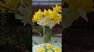 ВЕСНЯНІ КВІТИ/ВЕСЕННИЕ ЦВЕТЫ НАРЦИССЫ/spring flower narcissus/