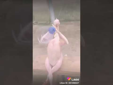 مزمار بلدي مع فرخه