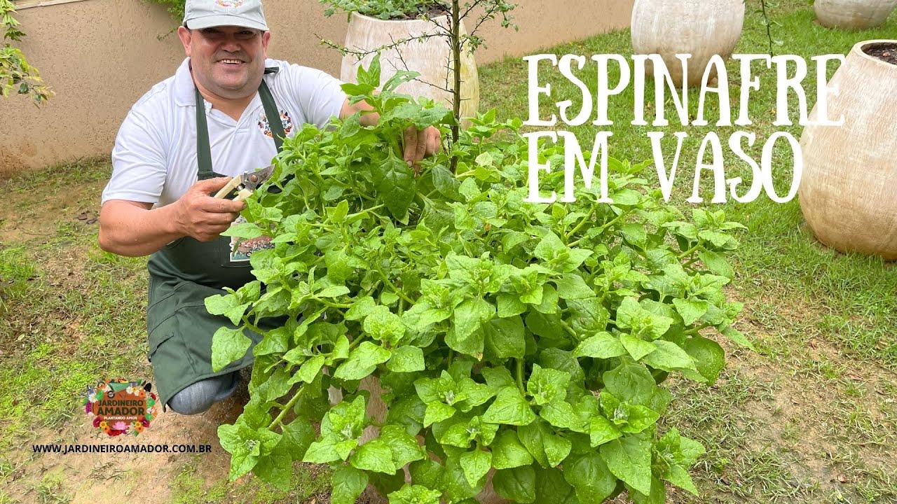 Como plantar espinafre orgânico em vaso