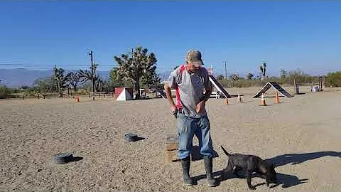 How do you handle a fear period in a puppy