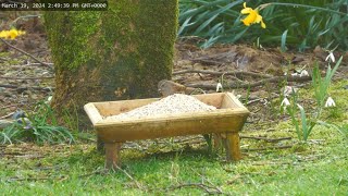 Holy Loch  Wildlife Dunoon Scotland