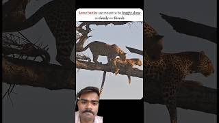 इस वीडियो से आपको क्या समझ में आया 👍 #animals #wildlife #short
