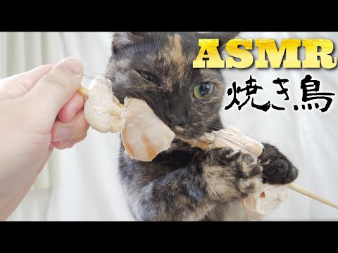 【ASMR】焼き鳥をワイルドに食べる猫の咀嚼音???Cat Eating Chicken
