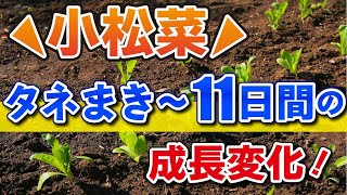 #1.小松菜の育て方【プランター】種まき〜11日間の成長変化！