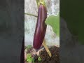 Cà tím trong vườn