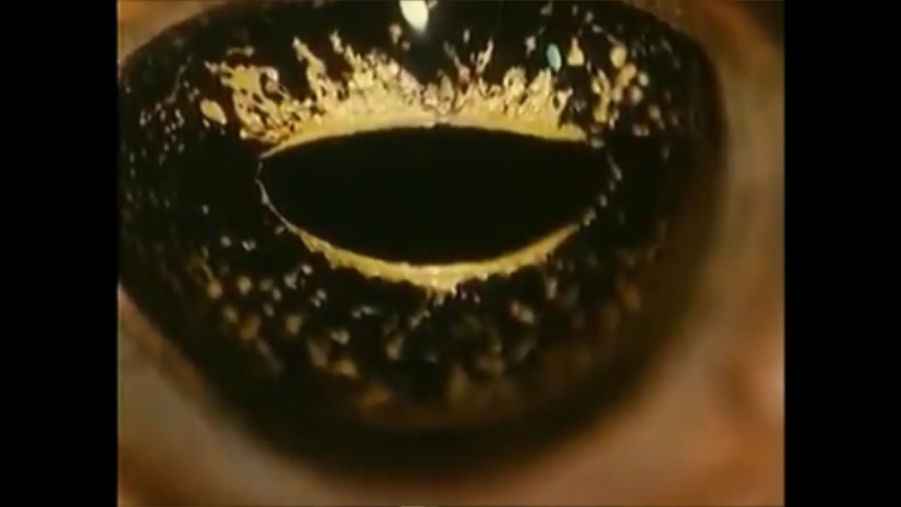 Cane Toads: An Unnatural Amplexus