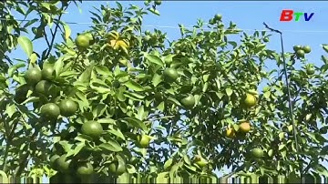 Áp dụng công nghệ tưới Hy Lạp với béc G8 tại Bình Dương