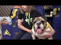 Older dogs get playing time before Animal Planet&#39;s Puppy Bowl