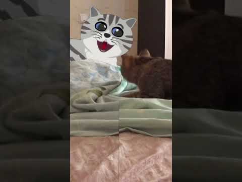 СМЕШНЫЕ КОТЫ ПОЗИТИВ. Animation #ٍShorts #Funny #shortsvideo
