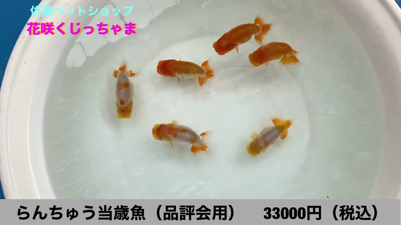 らんちゅう当歳魚(品評会用)入荷してます。@user-jf5bg3kr5n