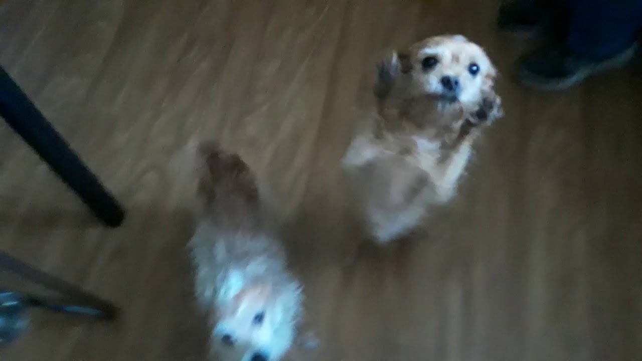 Dogs tap dancing YouTube