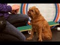 How to Teach Your Dog to Stay | Dog Training How to Teach Your Dog to Stay | Dog Training