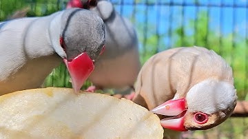 Java sparrow singing sound: java sparrows sing song like a crazy bird with crazy song. Enjoy it.