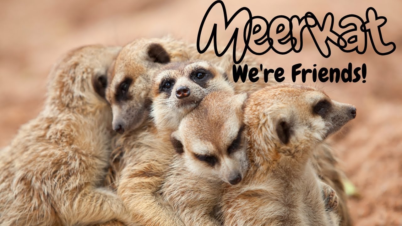 ミーアキャット - 群れをつくるのはなぜ？