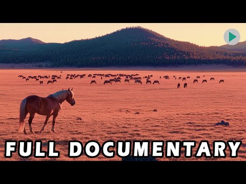 WILD AMERICA: YEAR OF THE MUSTANG