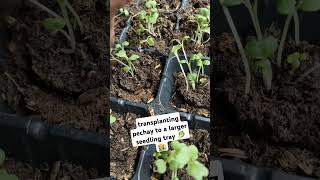 Transplanting pechay to a larger seedling tray || pechay plant || backyard gardern 🥬👩‍🌾❤️