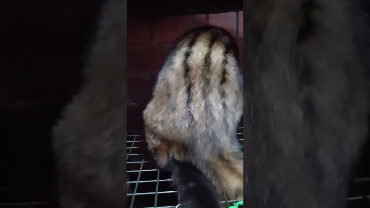 Đực cụt đuôi trị em cái khó 🤑