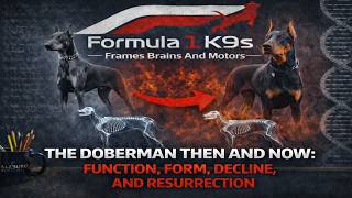 Download Lagu (MODERN DOG MARVELS) THE DOBERMAN THEN \u0026 NOW: FUNCTION, FORM, DECLINE, \u0026 RESURRECTION (EP121) MP3