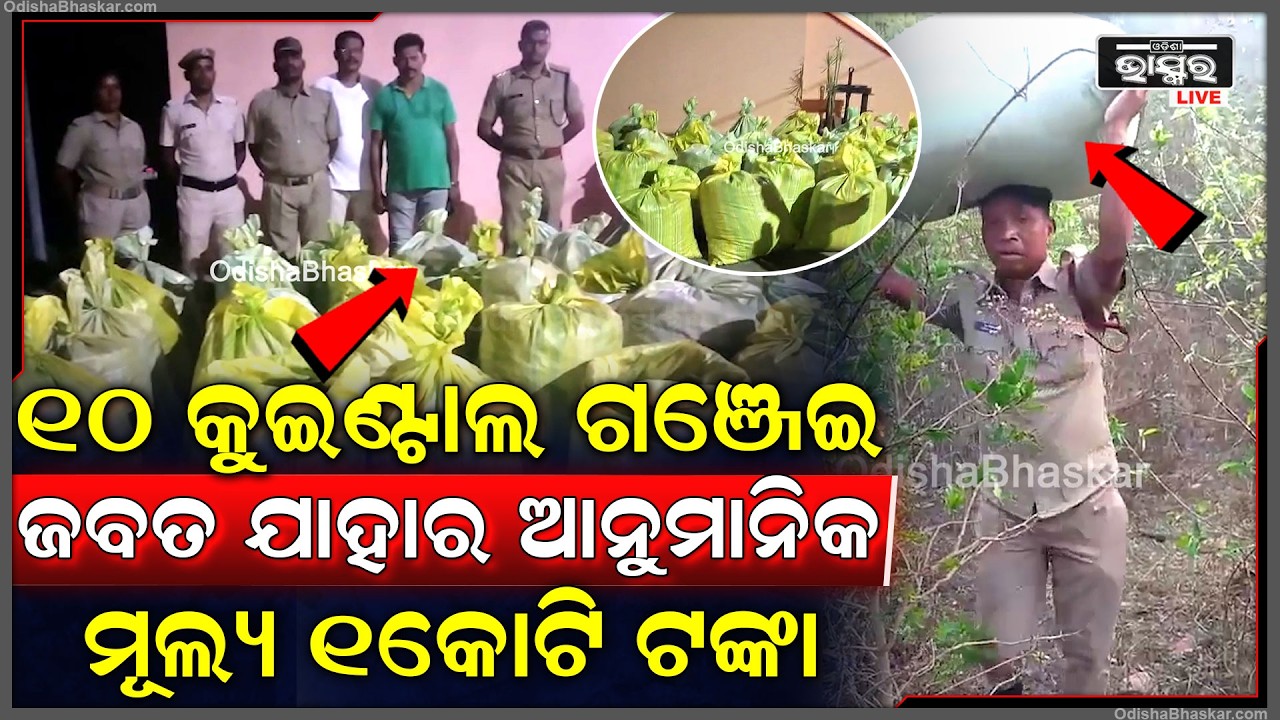 ଗଞ୍ଜେଇ ମାଫିଆଙ୍କ ନୂଆ ତରିକା ପଥର ମଝିରେ ଗାତ ଖୋଳି ଲୁଚାଇଥିଲେ ଗଞ୍ଜେଇ, ୧୦ କୁଇଣ୍ଟାଲରୁ ଉର୍ଦ୍ଧ ଗଞ୍ଜେଇ ଜବତ