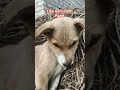 #funny #viral #videoshort #comedy #doggielife #funnyanimals #petsrule #shortvideos #funnypets #pets