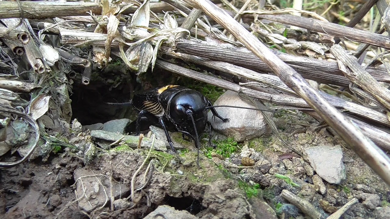 eifel rallye festival Field cricket sings. Feldgrille (Gryllus campestris) singt