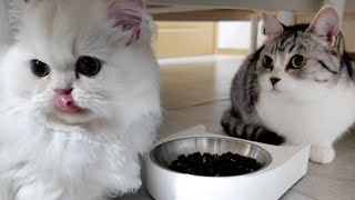 Kittens Compete for Their Meal by サウナ猫しきじ 2,858 views 4 weeks ago 11 minutes, 12 seconds