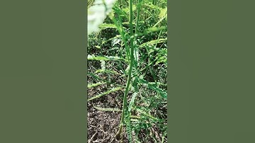 Phải Cây Điên Điển Đất Không MN #7 #shorts #ThanhTaoChannel